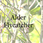 Alder Flycatcher