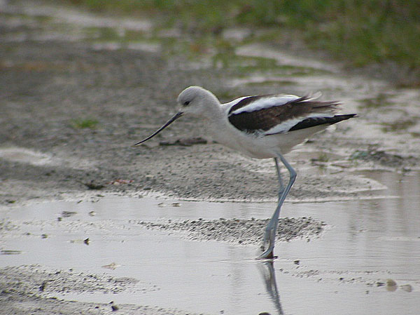 American Avocet