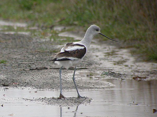 American Avocet
