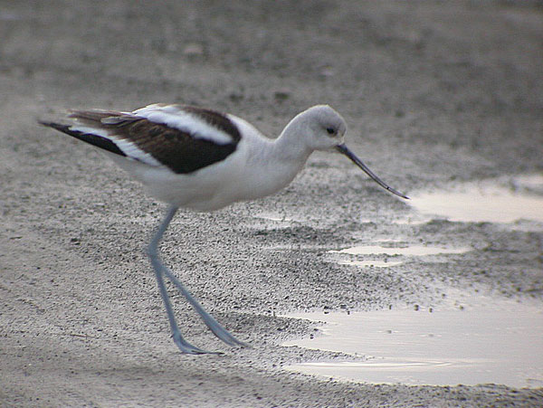 American Avocet
