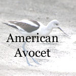 American Avocet