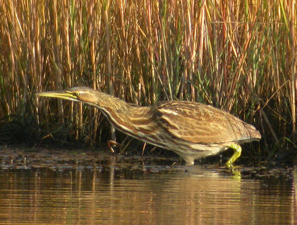 American Bittern