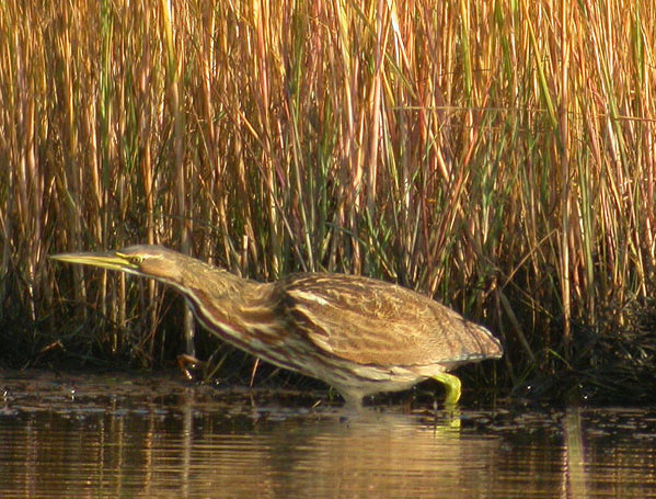 American Bittern