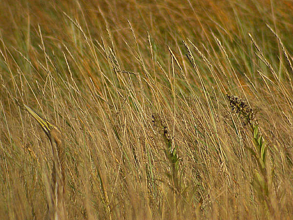 American Bittern