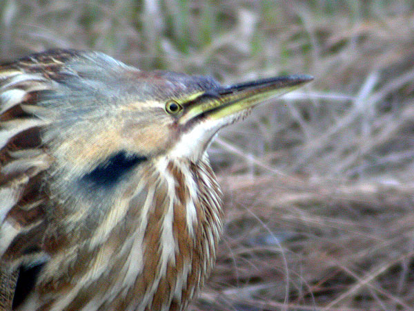 American Bittern