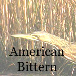 American Bittern