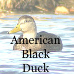 American Black Duck
