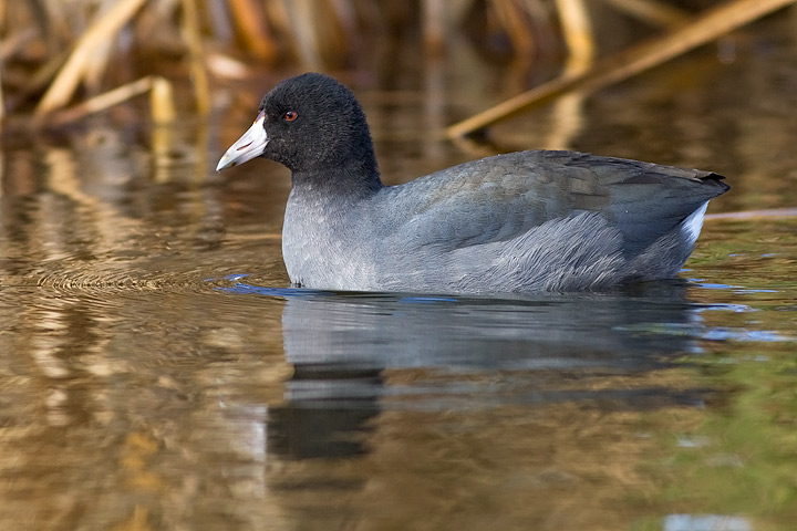 American Coot