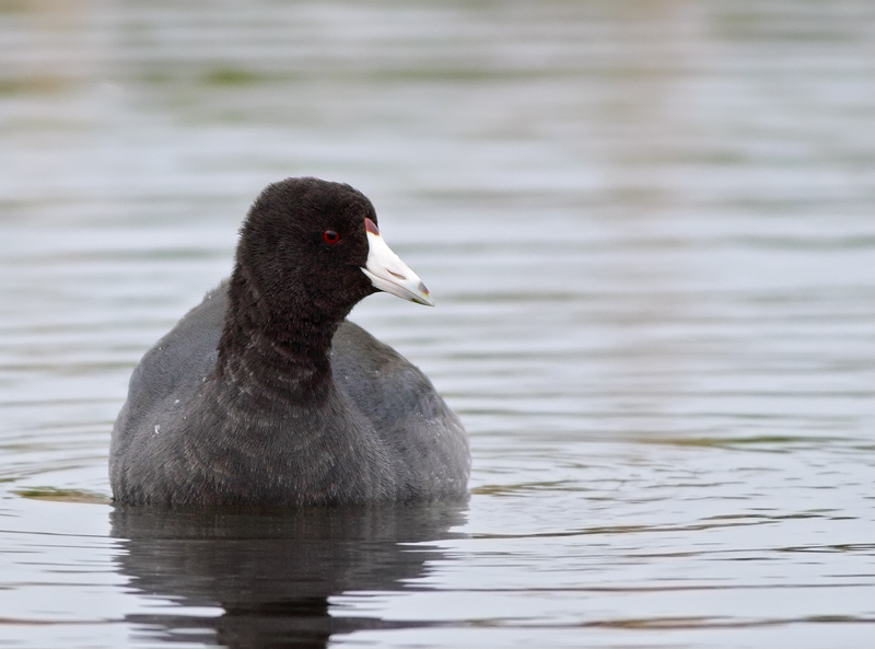 American Coot