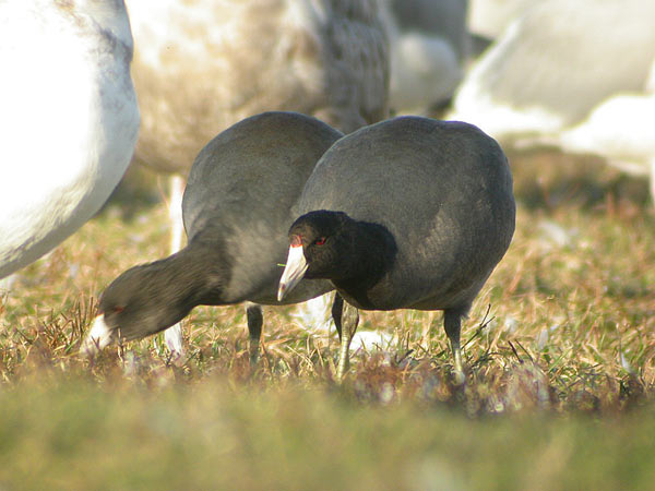 American Coot