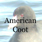 American Coot