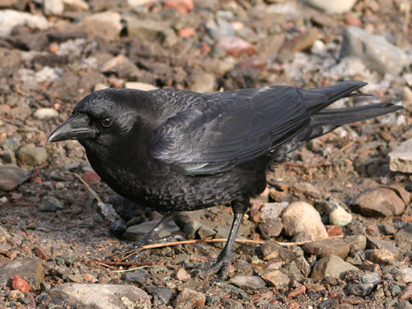 American Crow