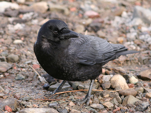 American Crow