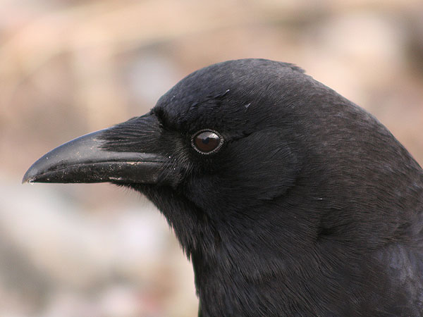 American Crow