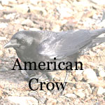 American Crow
