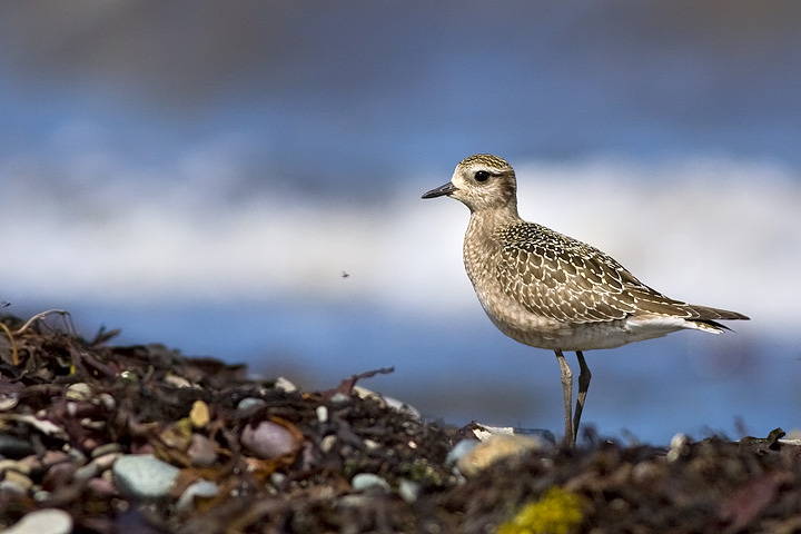 American Golden-Plover