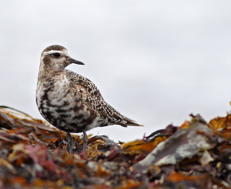 American Golden-Plover