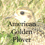 American Golden Plover