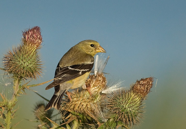 American Goldfinch