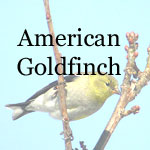 American Goldfinch