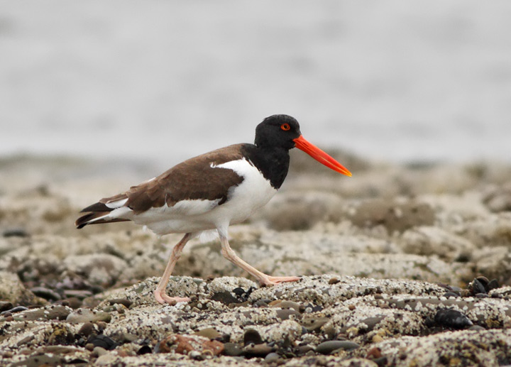 American Oystercatcher