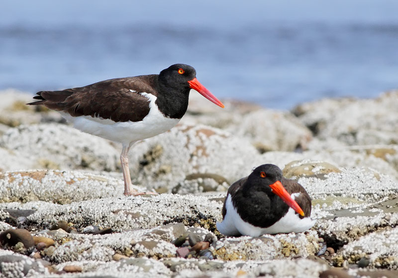 American Oystercatcher