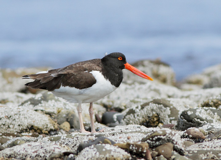 American Oystercatcher