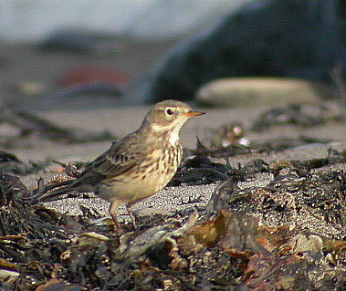 American Pipit