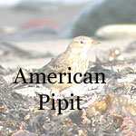 American Pipit