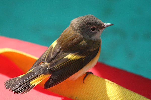 American Redstart