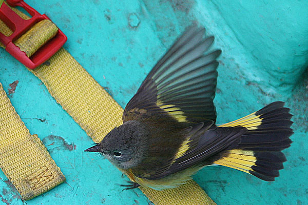 American Redstart