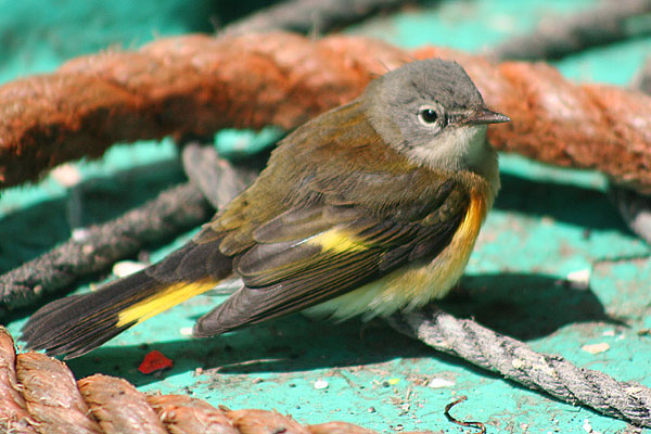 American Redstart