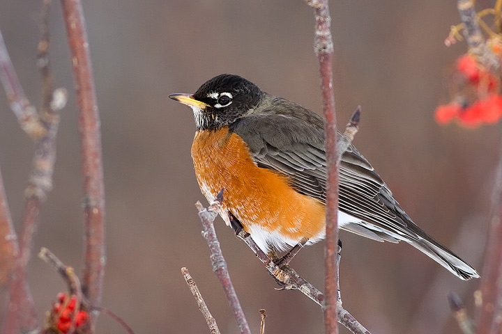 American Robin