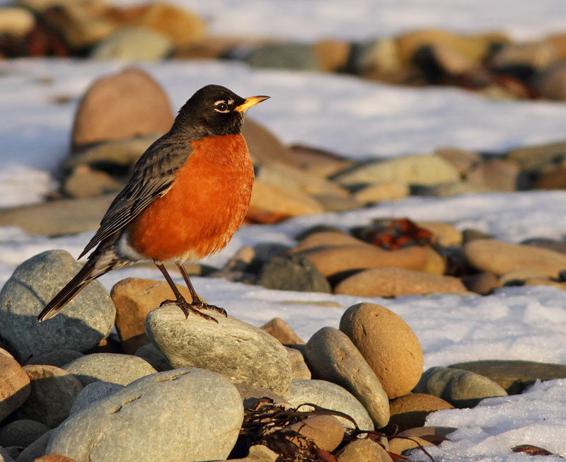 American Robin