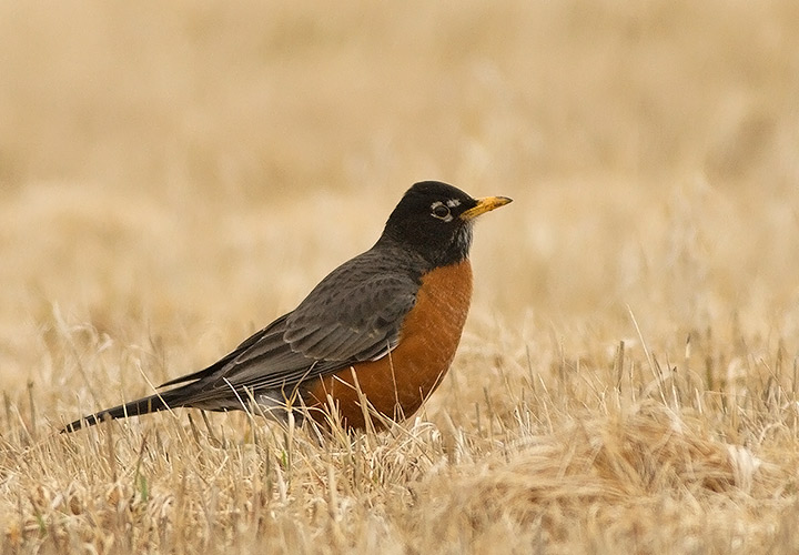 American Robin
