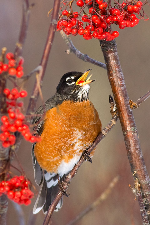 American Robin
