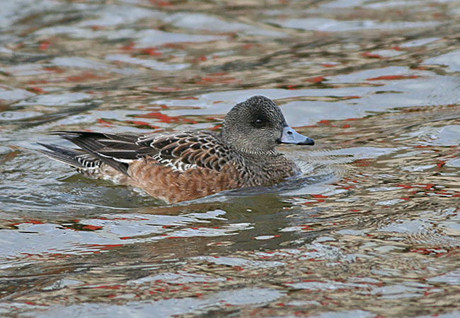 American Wigeon