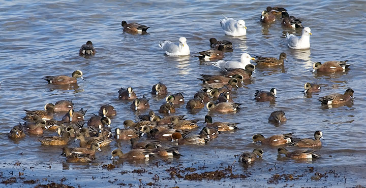 American Wigeon & Eurasian Wigeon