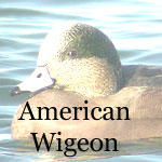 American Wigeon
