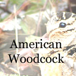 American Woodcock