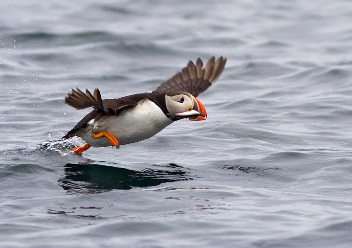 Atlantic Puffin
