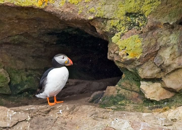 Atlantic Puffin