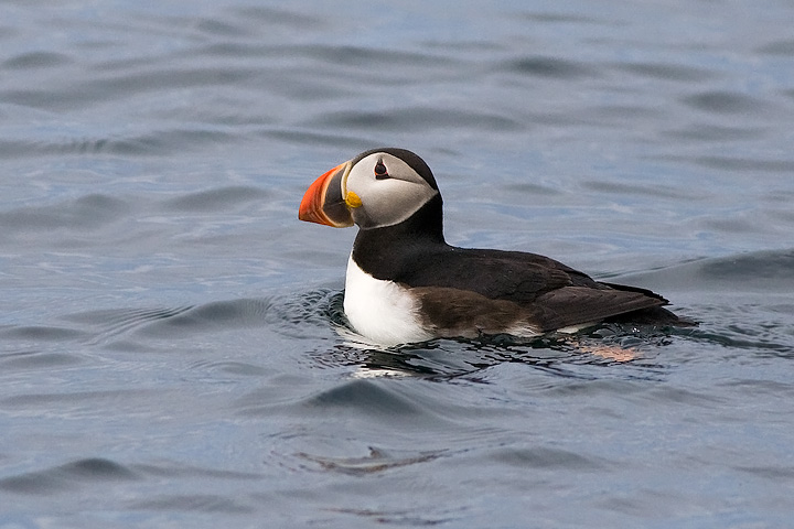 Atlantic Puffin