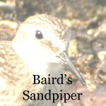 Baird's Sandpiper