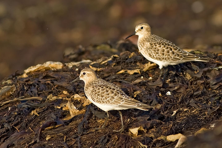Baird's Sandpiper