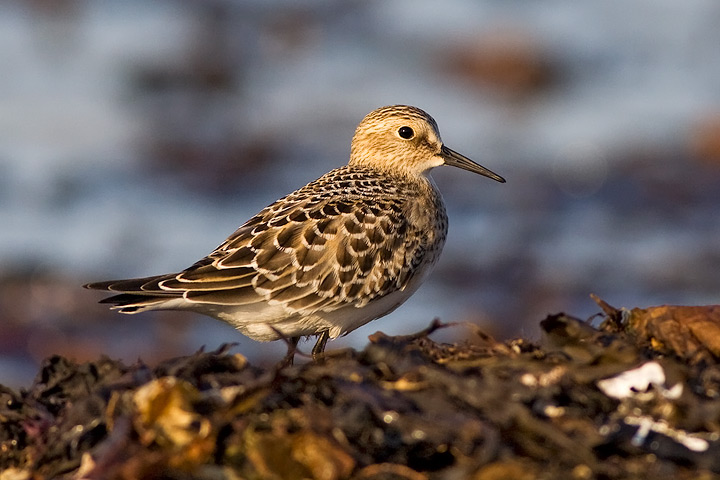Baird's Sandpiper