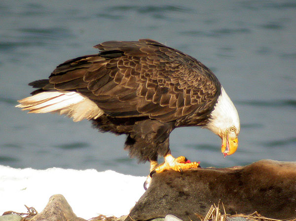 Bald Eagle on a seal carcuss