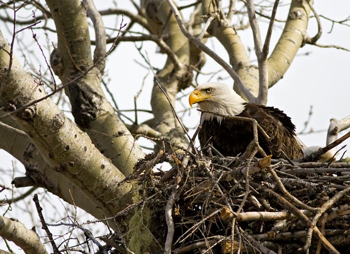 Bald Eagle