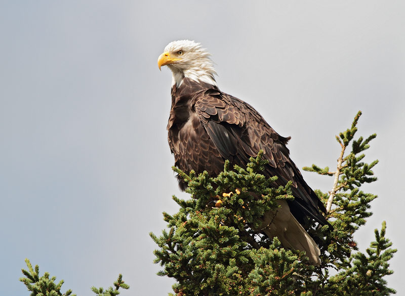 Bald Eagle