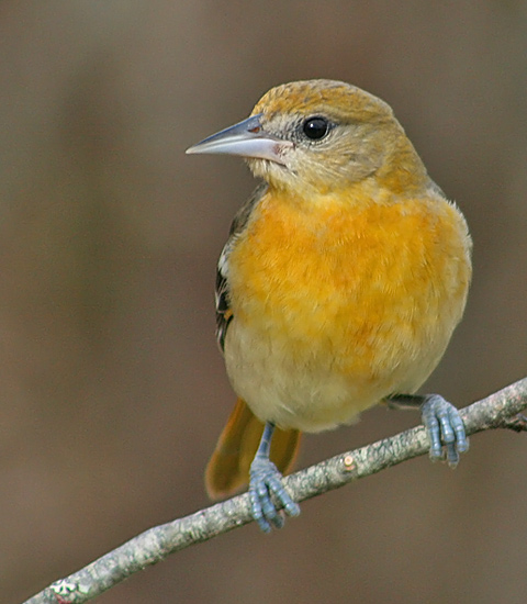 Baltimore Oriole